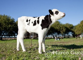 Imagen alta resolucion ternera holando argentino 10 0050581 275x200