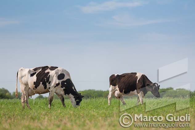 fotografías de vacas holando-argentino pastando en un tambo del Banco de imágenes de Marco Guoli, publicadas en una Carpeta de presentación de producto de Las Becerras Lácteos Verónica