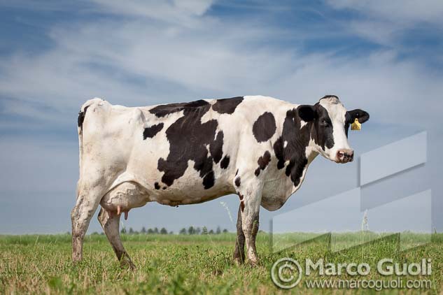 fotografías de vacas holando-argentino pastando en un tambo del Banco de imágenes de Marco Guoli, publicadas en una Carpeta de presentación de producto de Las Becerras Lácteos Verónica