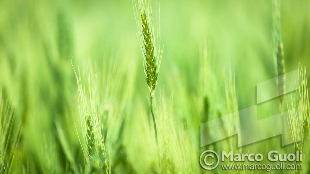 Foto de trigo en estadio verde en un cultivo, tomadas con teleobjetivo y fondo desenfocado