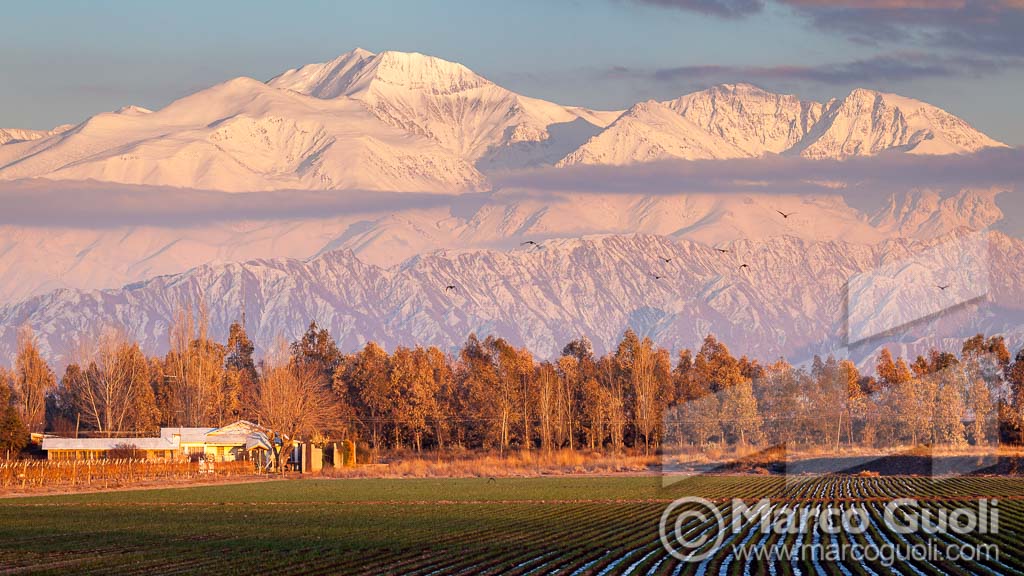 fotografía que reúne los elementos típicos presentes en el paisaje de Mendoza: cumbres nevadas, una finca con su arboleda, un cultivo